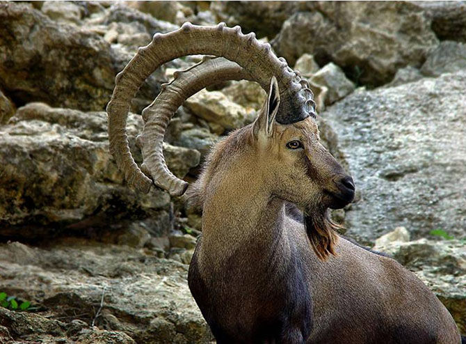 Кавказские Животные Фото